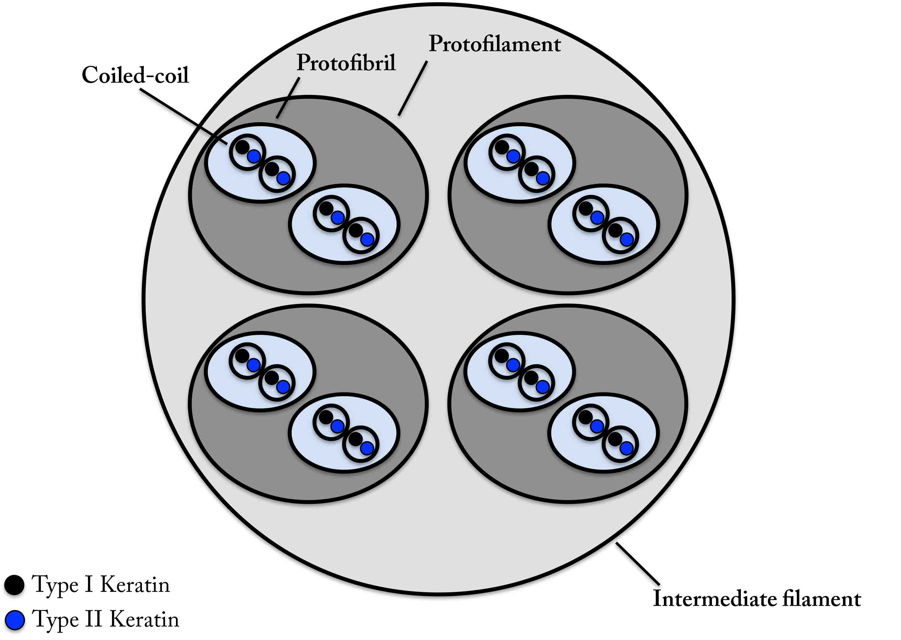 diagram of intermediate filaments